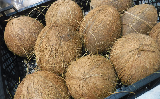 coconuts