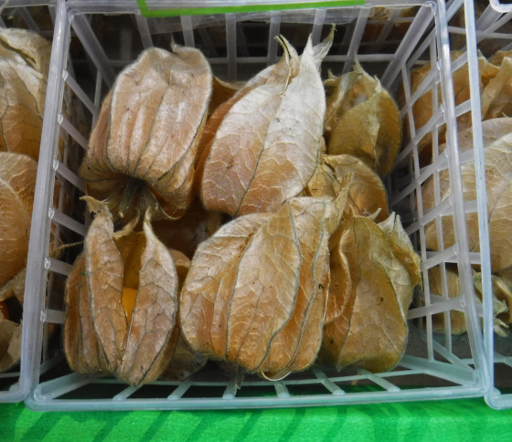 physalis